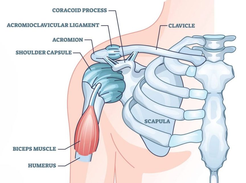 Anatomical diagram of the shoulder joint showing the clavicle, scapula, humerus, biceps muscle, acromion, coracoid process, and supporting ligaments and capsule.