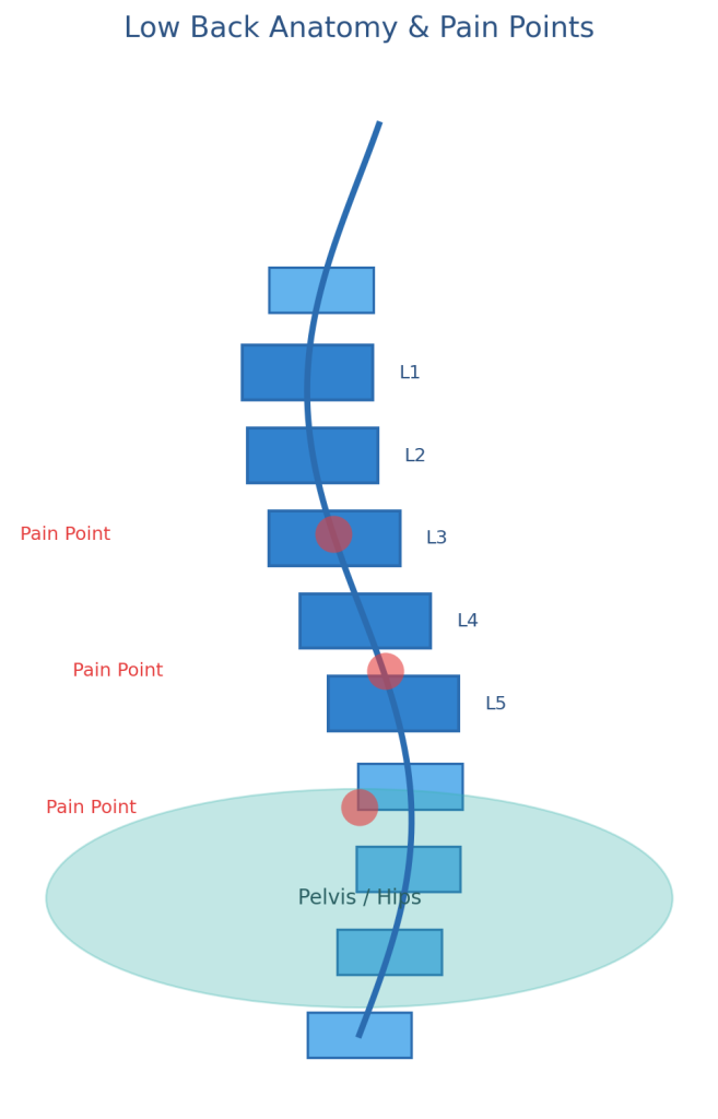 low back anatomy and pain points